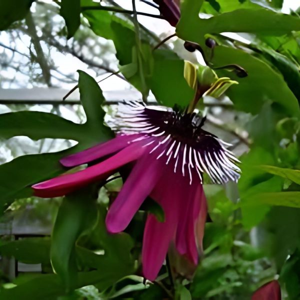 PASSIFLORA VIOLACEA - Image 3