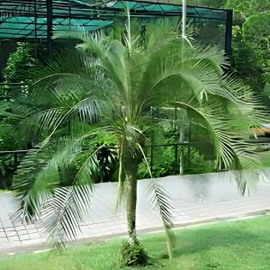 PHP-PHOENIX ROEBELENII