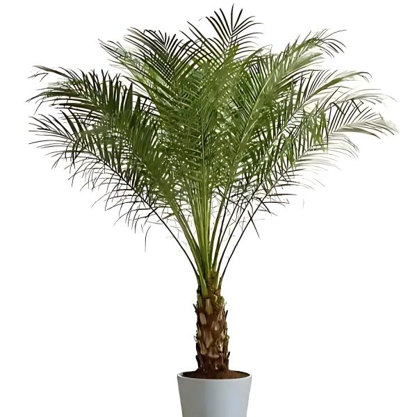 PHP-PHOENIX ROEBELENII - Image 3