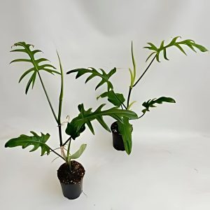 PHP-PHILODENDRON ELEGANS