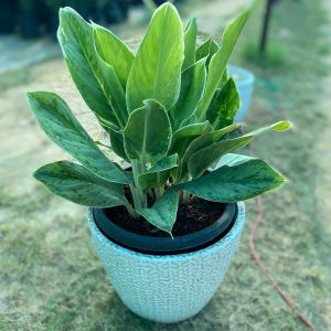 AGLAONEMA CRISPUM