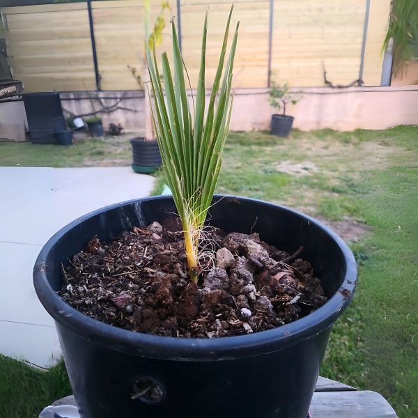 TRACHYCARPUS FORTUNEI - Image 4