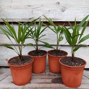 TRACHYCARPUS FORTUNEI