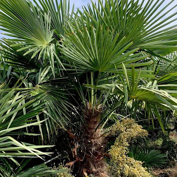 TRACHYCARPUS FORTUNEI - Image 3