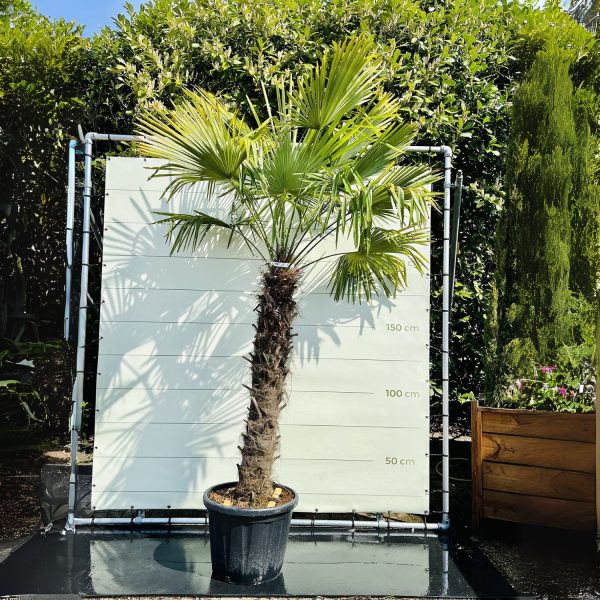 TRACHYCARPUS FORTUNEI - Image 2