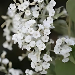 PORANA PANICULATA