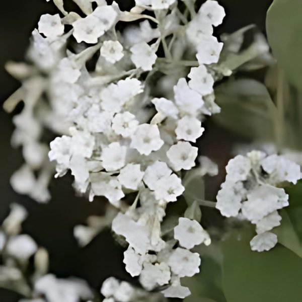 PORANA PANICULATA - Image 2