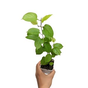 PORANA PANICULATA