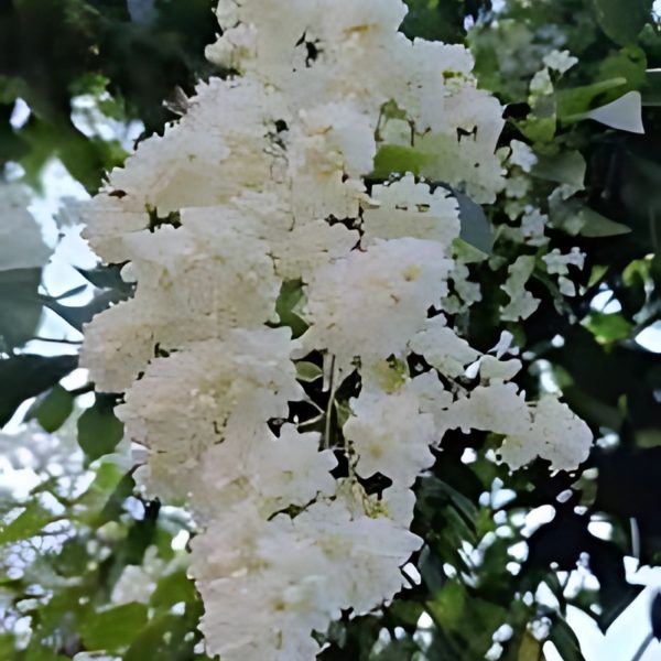 PORANA PANICULATA - Image 3