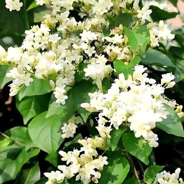 PORANA PANICULATA - Image 4