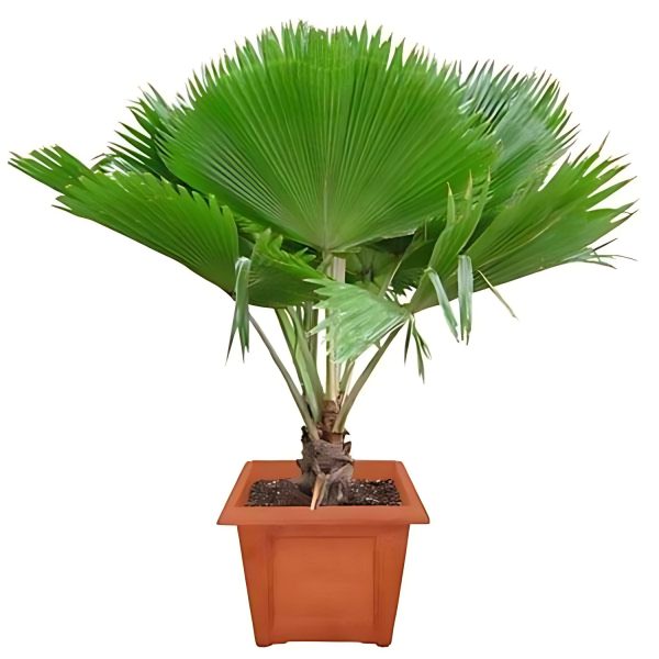PRITCHARDIA PACIFICA - Image 3