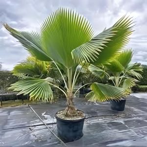 PRITCHARDIA PACIFICA