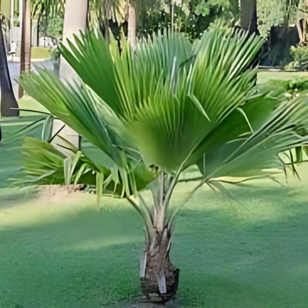 PHP-PRITCHARDIA PACIFICA - Image 4