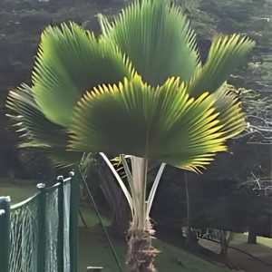 PHP-PRITCHARDIA PACIFICA