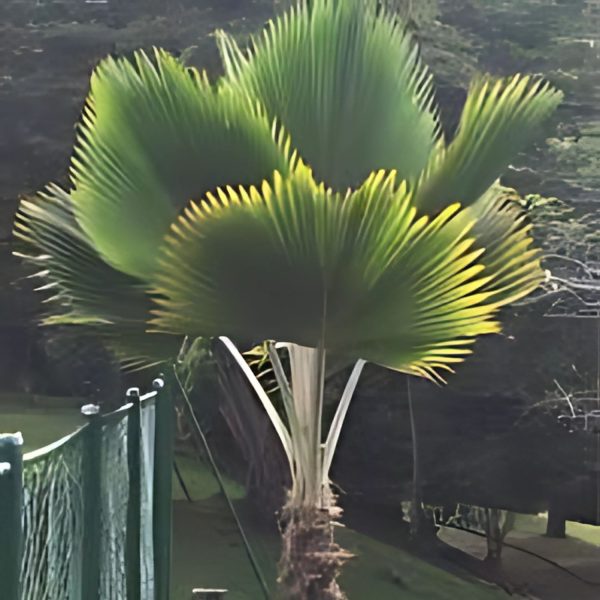 PHP-PRITCHARDIA PACIFICA - Image 2