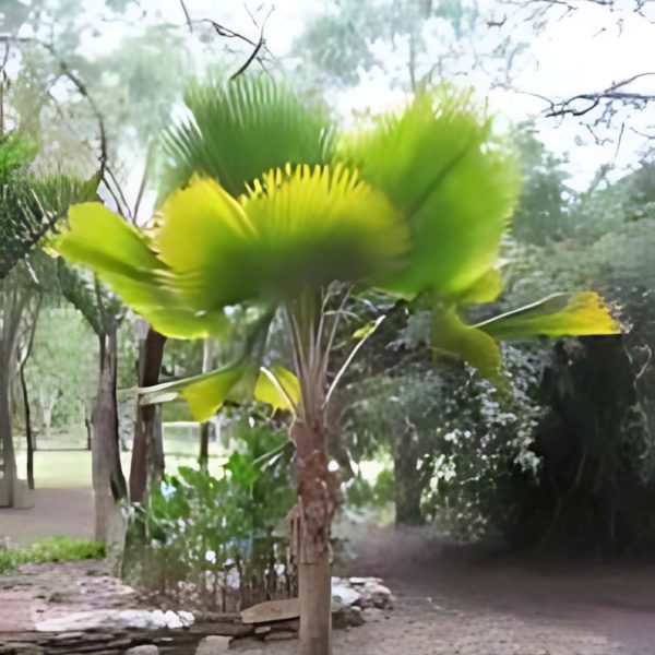 PHP-PRITCHARDIA PACIFICA - Image 3