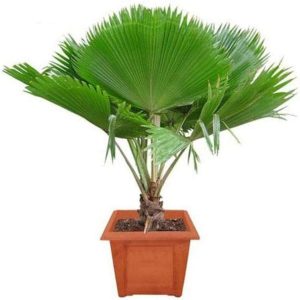 PHP-PRITCHARDIA PACIFICA