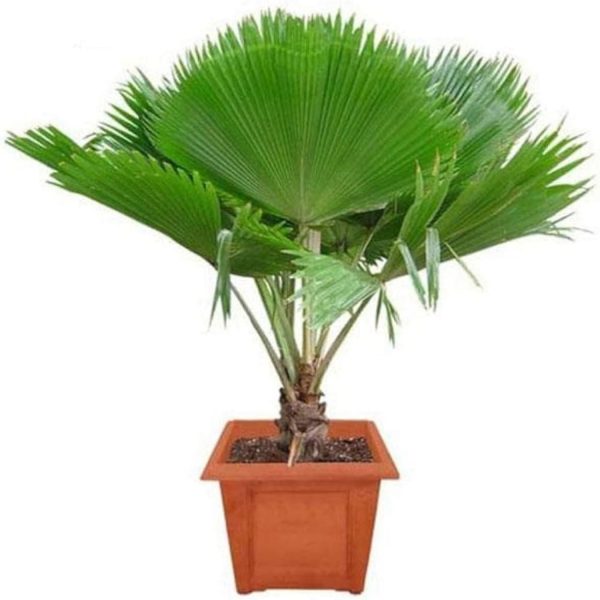 PHP-PRITCHARDIA PACIFICA