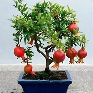 PRUNICA GRANATUM (BHAGWA)
