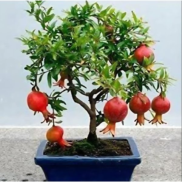 PRUNICA GRANATUM (BHAGWA)
