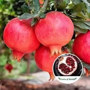 PRUNICA GRANATUM (BHAGWA)