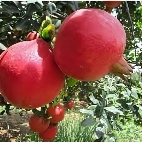 PRUNICA GRANATUM (BHAGWA) - Image 3