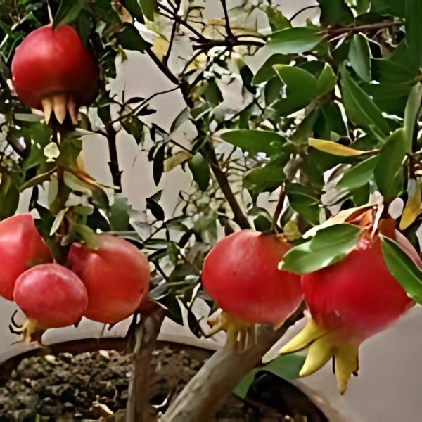 PRUNICA GRANATUM (BHAGWA) - Image 4