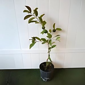 PSIDIUM GUAJVA