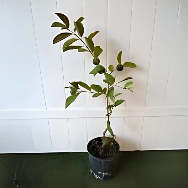 PSIDIUM GUAJVA