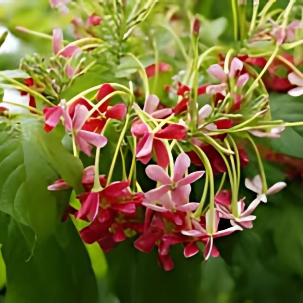 QUISQUALIS INDICA - Image 2