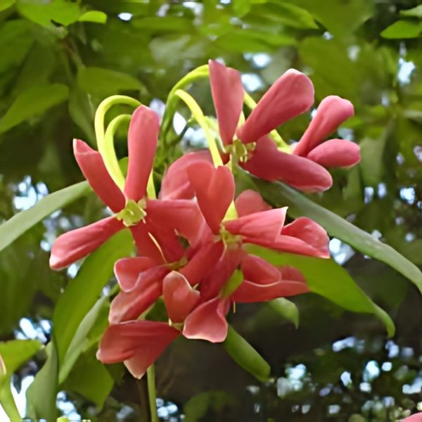 QUISQUALIS INDICA - Image 3