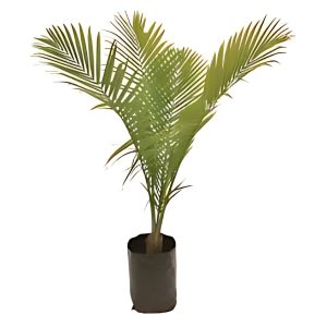 PHP-RAVENEA RIVULARIS