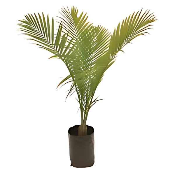 PHP-RAVENEA RIVULARIS