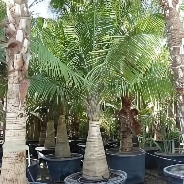PHP-RAVENEA RIVULARIS - Image 2