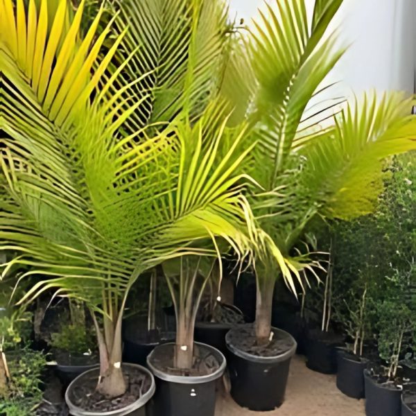 PHP-RAVENEA RIVULARIS - Image 4
