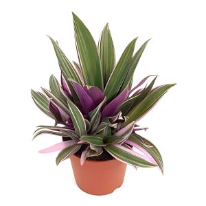 HP-RHOEO SPATHACEA