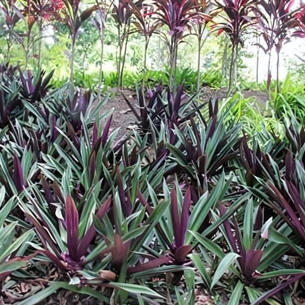 HP-RHOEO SPATHACEA - Image 4