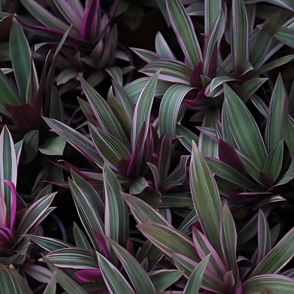 HP-RHOEO SPATHACEA - Image 5