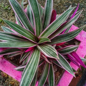 HP-RHOEO SPATHACEA