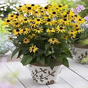 RUDBECKIA SPP.