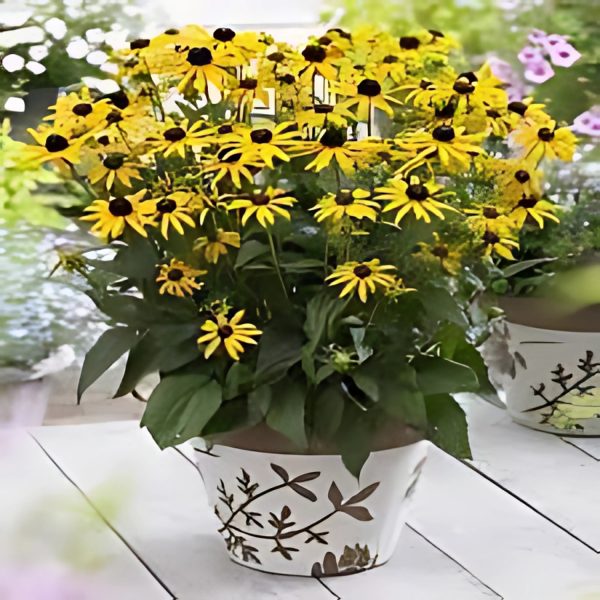 RUDBECKIA SPP.