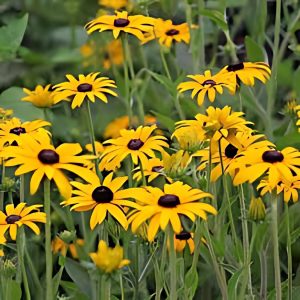 RUDBECKIA SPP.