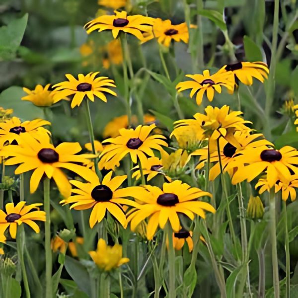 RUDBECKIA SPP. - Image 2