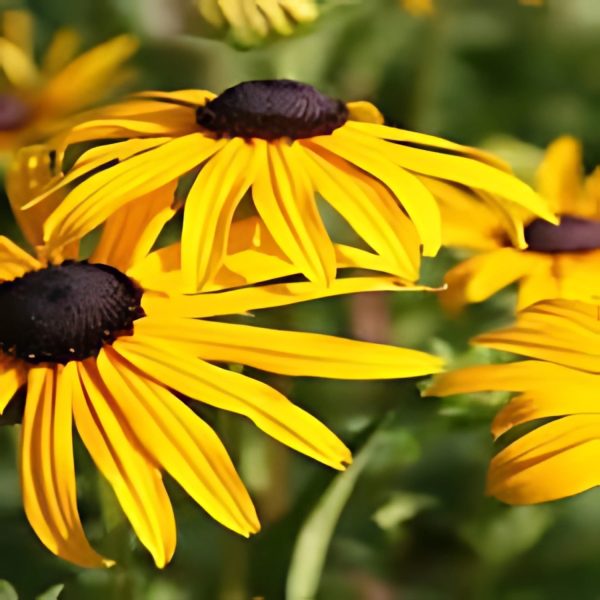 RUDBECKIA SPP. - Image 3
