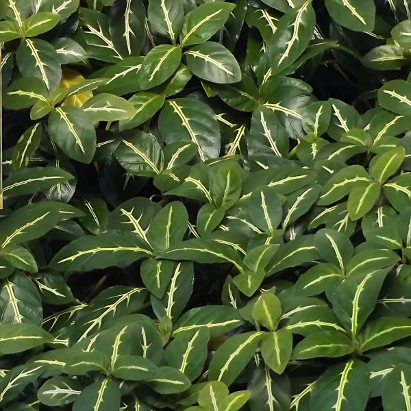 PHP-RUELLIA DEVOSIANA - Image 4