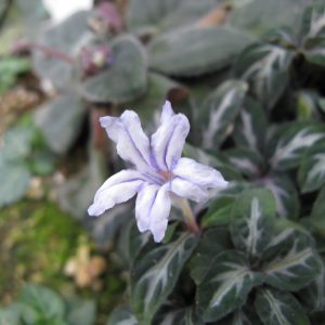 PHP-RUELLIA DEVOSIANA