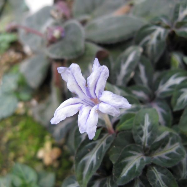 PHP-RUELLIA DEVOSIANA - Image 2
