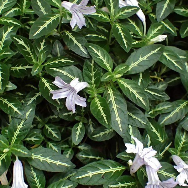 PHP-RUELLIA DEVOSIANA - Image 3