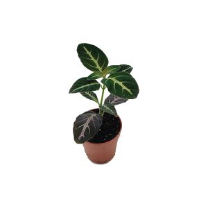 PHP-RUELLIA DEVOSIANA