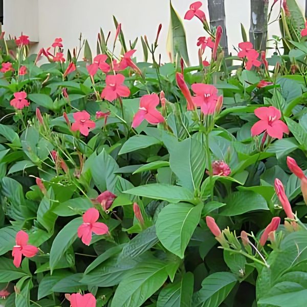 HP-RUELLIA ROSEA - Image 5